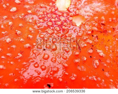 Spotted toadstool in the forest - poisonous mushroom , (Amanita muscaria) , Red mushroom , Red toadstool - background