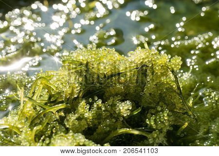 Sea Grapes ( Green Caviar ) Seaweed, Healthy Food