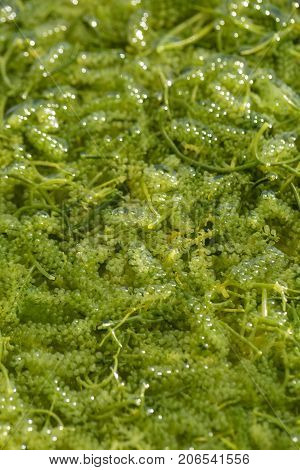 Sea Grapes ( Green Caviar ) Seaweed, Healthy Food
