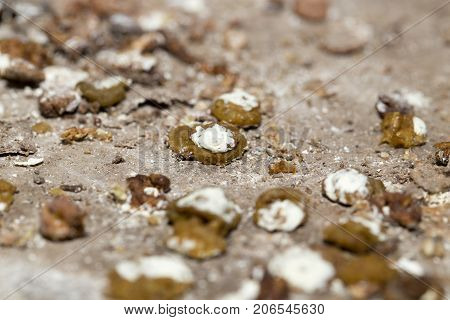 bird droppings. macro . Photo of an abstract texture