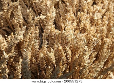 background of ripe harvested wheat ears in late summer