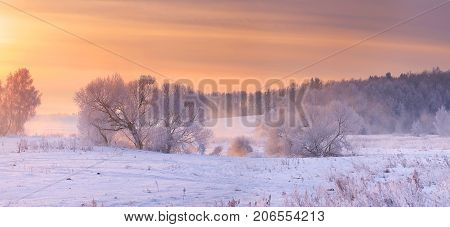 Winter background. Frosty trees in morning sunlight.Trees with white hoarfrost on snow in frosty morning.