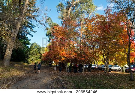 Healesville, Australia - May 13, 2017: people enjoying the outdoors among the autumn leaves at Maroondah Reservoir. Maroondah Reservoir is part of the water supply system.