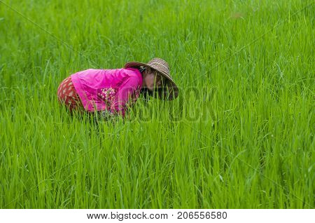 SHAN STATE MYANMAR - SEP 06: Burmese farmer working at a rice field in Shan state Myanmar on September 06 2017 Myanmar is the world's sixth largest rice producing country