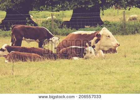 Lots of Cows in the field close to Lacock village Wiltshire England UK