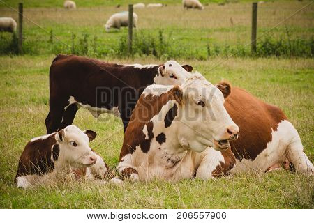 cows lying down close to Lacock village Wiltshire England UK