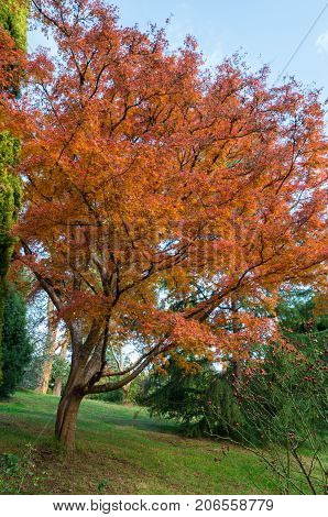 Colourful autumn leaves at Maroondah Reservoir park in the Yarra Valley in Australia.
