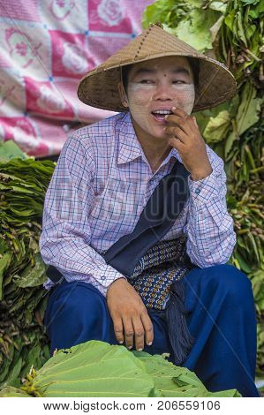 SHAN STATE MYANMAR - SEP 06 : Burmese woman selling betel leaf in a market in Shan state Myanmar on September 06 2017 in Myanmar people chewing the leaf with areca nut.