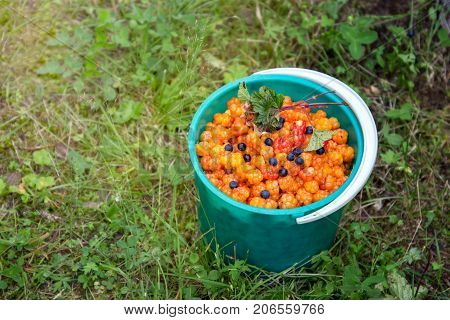 Moroshka and blueberries in a bucket. Collection of wild berries