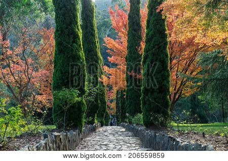 Healesville, Australia - May 13, 2017: rows of pencil pines at Maroondah Reservoir, a water supply dam in the Yarra Valley.