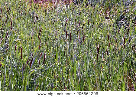 Thickets of green cane on the shore of the reservoir