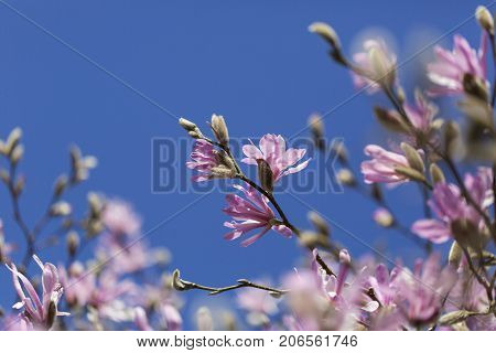 Beautiful pink magnolia blossoms against a blue sky background.