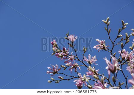 Beautiful pink magnolia blossoms with a blue sky background.