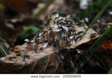 black ants on leaves in the forest autumn bavaria