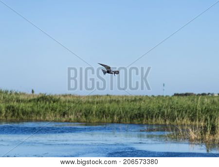 Whiskered tern flying in italian pond; specie Chlidonias hybrida family of Laridae