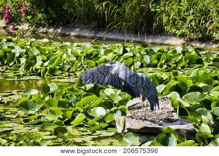 Wild grey heron during lunch time in British park