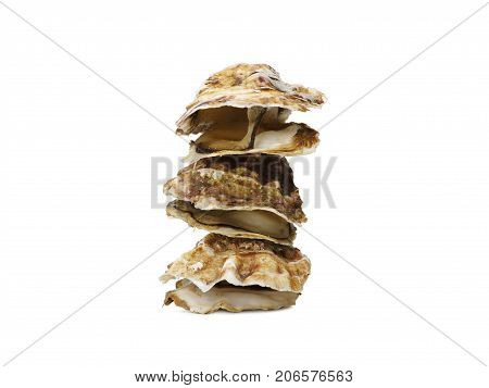 Several seashells. Macro view of seashells. Composition of exotic sea shells and starfish on a white background. top view