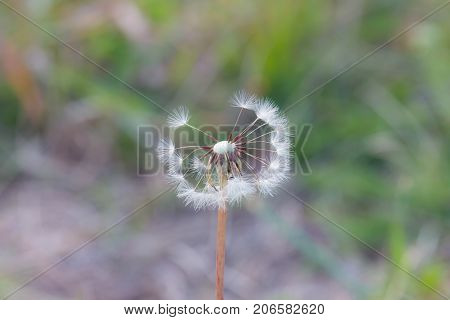 Close up of a dandelion on a green grass background.