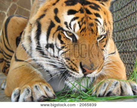 Tigre de manger de l'herbe