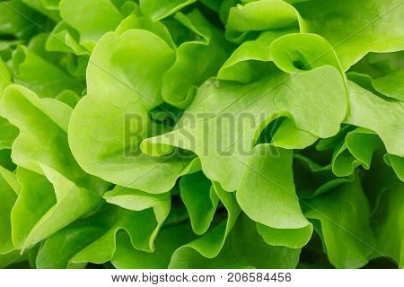 Close-up picture of organic green lettuce leaves used as a background. A big bouquet of healthful salad leaves. Natural nutritious ingredients for diets. Natural summer harvest.