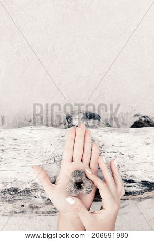 close up of woman hands holding ossicle on wooden background