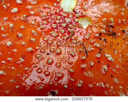 Spotted toadstool in the forest - poisonous mushroom , (Amanita muscaria) , Red mushroom , Red toadstool - background