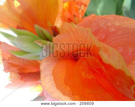 Flor de naranja tropical