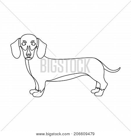 Dachshund, single icon in outline style.Dachshund, vector symbol stock illustration .