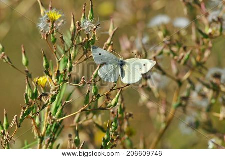 Pieris brassicae, the large white, cabbage butterfly, cabbage white, cabbage moth, large cabbage white, is a butterfly in the family Pieridae.