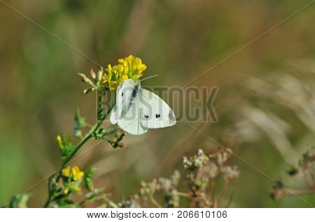 Pieris brassicae, the large white, cabbage butterfly, cabbage white, cabbage moth, large cabbage white, is a butterfly in the family Pieridae.