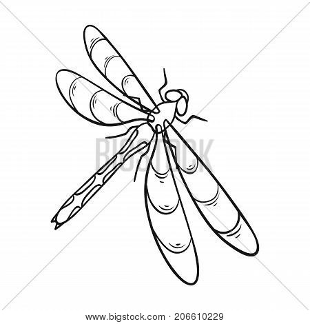 A dragonfly, a predatory insect.Dragonfly flying invertebrate insect single icon in outline style vector symbol stock isometric illustration .