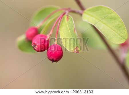 red berries on a bush in nature