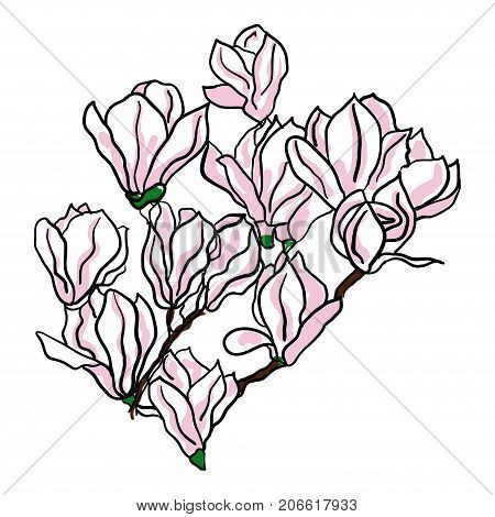 Vector hand draw branch of magnolia flower on white background.