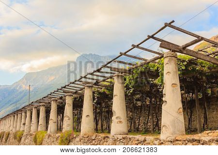 the typical agricultural architecture of the vineyards of Carema, in Piedmont, Italy /pylons stone and lime columns and chestnut poles support the pergola of rows of grapes