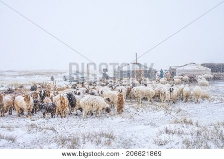 herd of herbivorous animals grazing in snowy prairie with houses on background