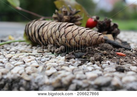 Pine cones on cobblestone decoration bavaria autumn