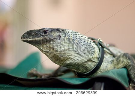 Varanus exotic pet show, giant lizard. indoors.