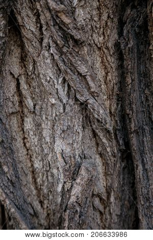 Wood tree bark texture background pattern.
The bark of an oak tree. Highly detailed tree bark texture