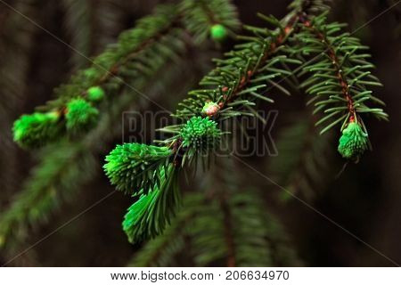 Sprig Of Pine. Green Color. Close-up. A Saturated Green Color. Spring In The Forest
