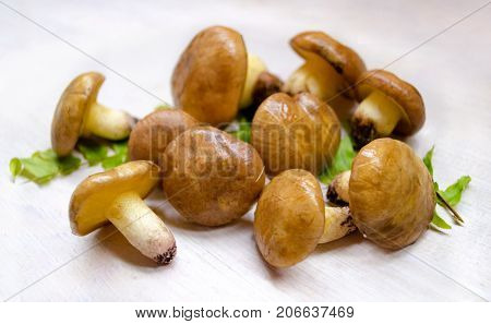 Suillus Luteus mushrooms. Variety of edible forest mushrooms Slippery Jack.