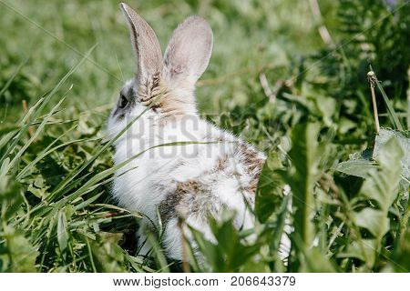 Little Rabbit, Black And White Suit, A Bunny Eating A Green Grass, A Pet In A Wooden Box.