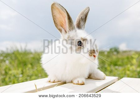 Little Rabbit, Black And White Suit, A Bunny Eating A Green Grass, A Pet In A Wooden Box.