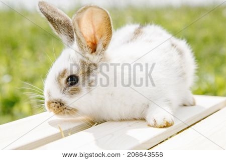 Little Rabbit, Black And White Suit, A Bunny Eating A Green Grass, A Pet In A Wooden Box.