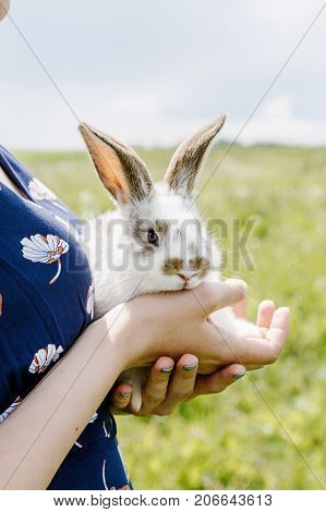 A small rabbit home a black and white suit a bunny eating a green grass a pet in a wooden box. The girl keeps the rabbit in her arms.