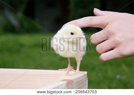 Little Bird Of Turkey