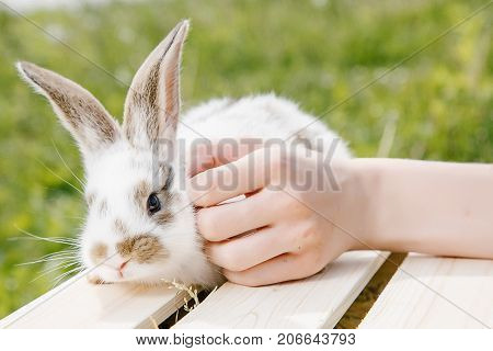 A small rabbit home a black and white suit a bunny eating a green grass a pet in a wooden box. The girl keeps the rabbit in her arms.