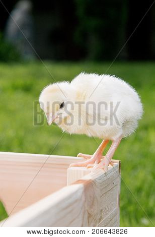 Little Bird Of Turkey
