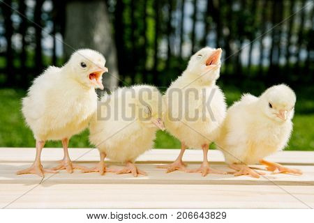 Little Bird Of Turkey
