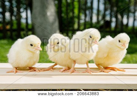 Little Bird Of Turkey