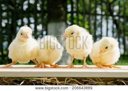 Little Bird Of Turkey